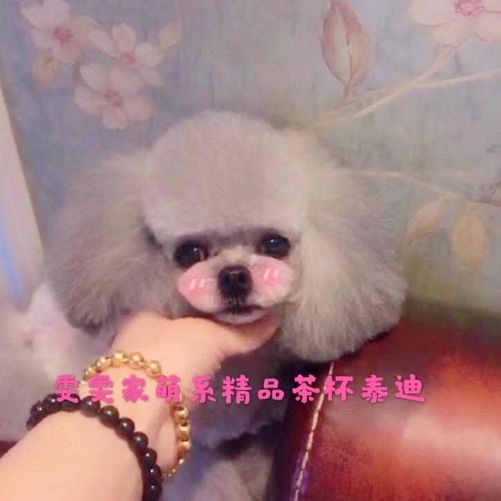 雯雯萌系茶杯泰迪