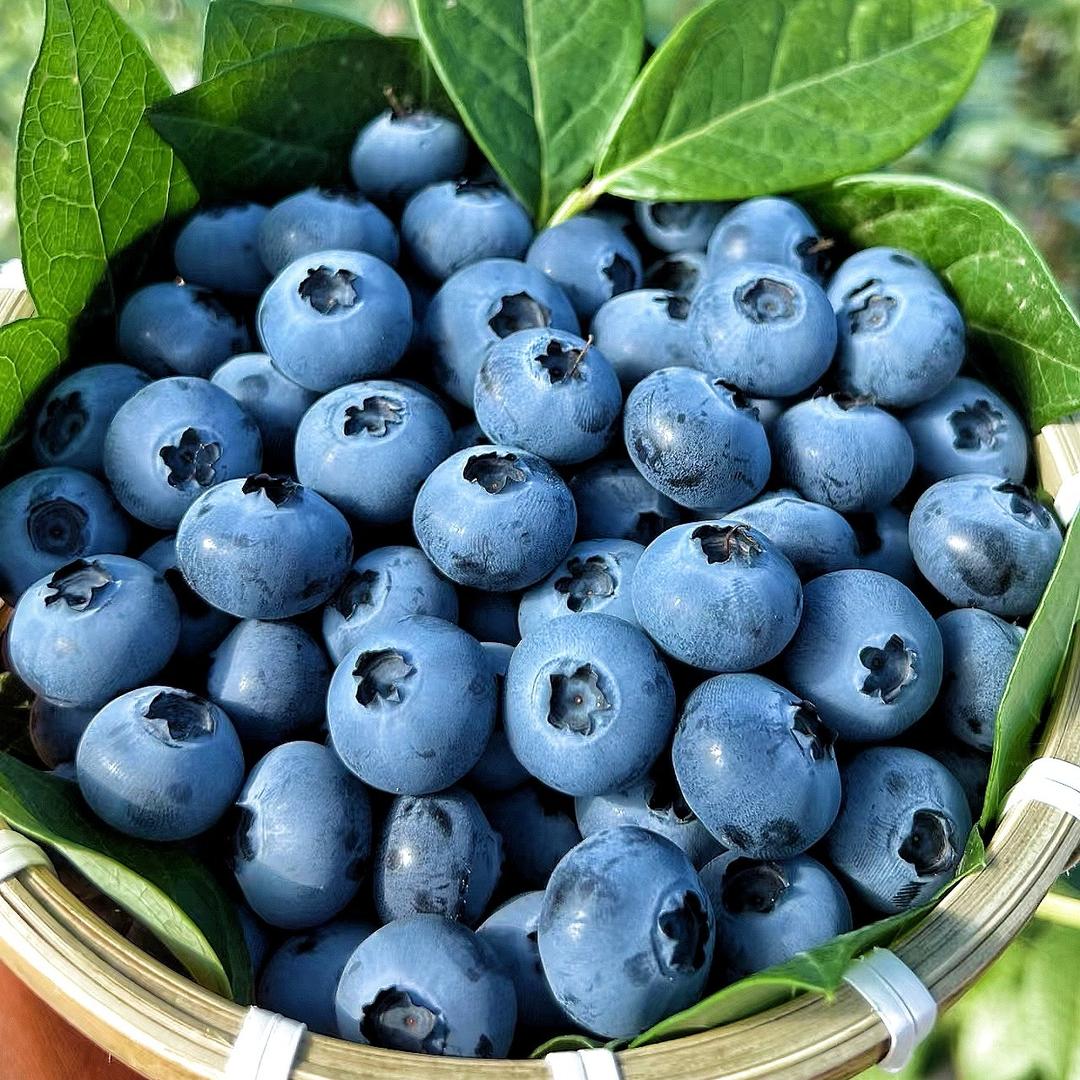 星姐水果（蓝莓）