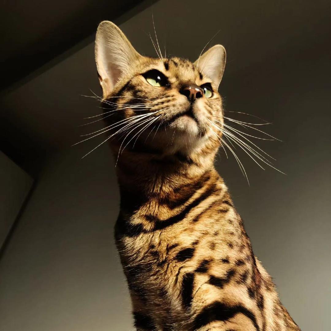 北京风豹猫舍