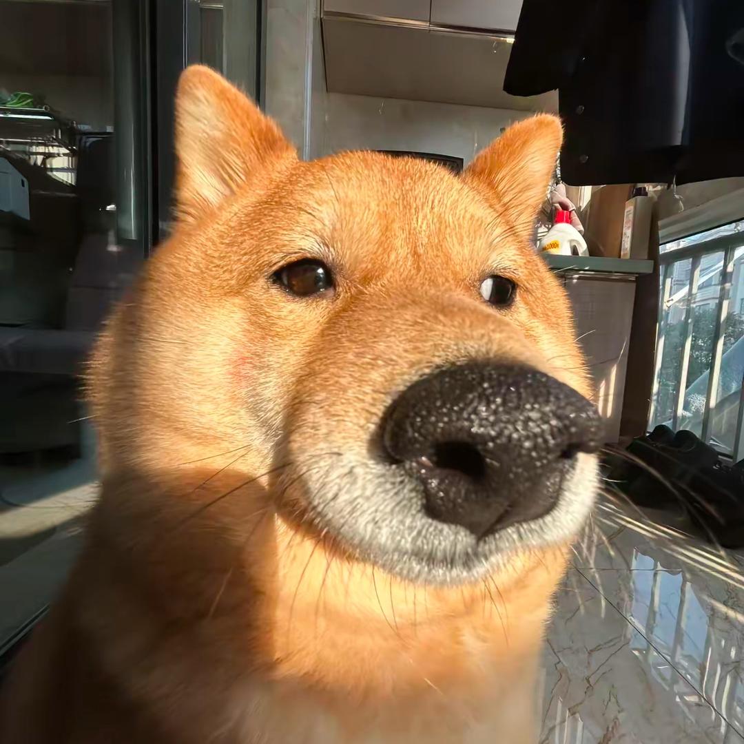 不知道叫什么