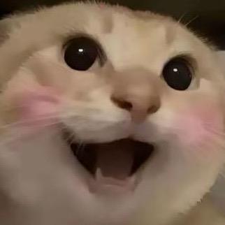 +1🐱