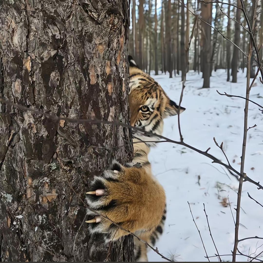 努 力 努 力