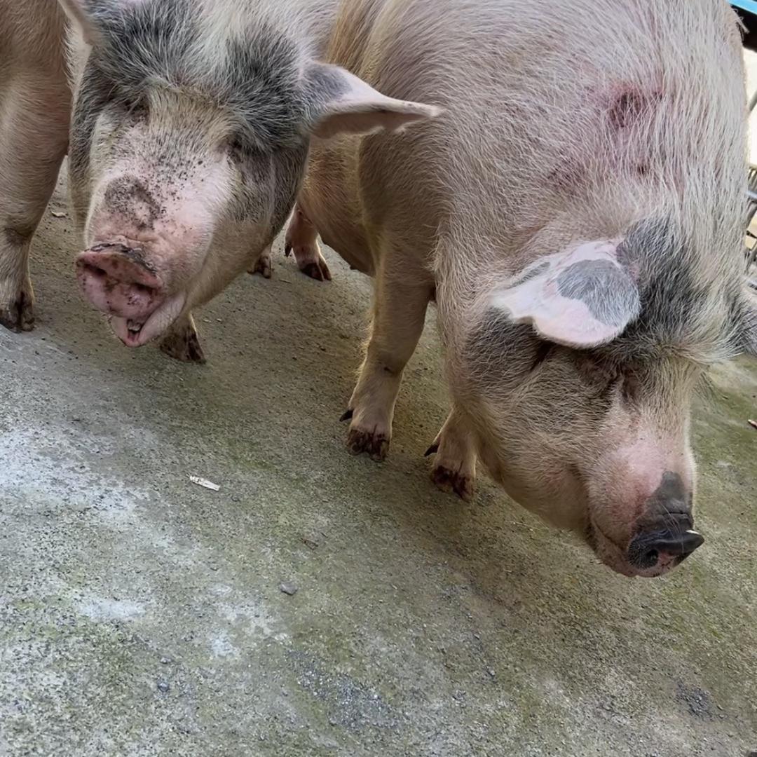 鼎盛农品馆
