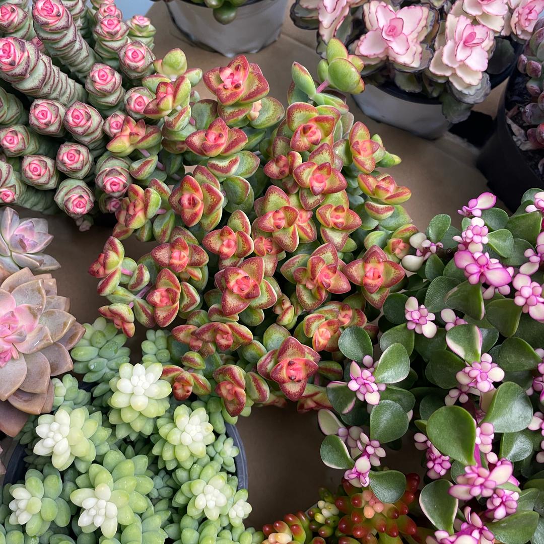 源源花卉