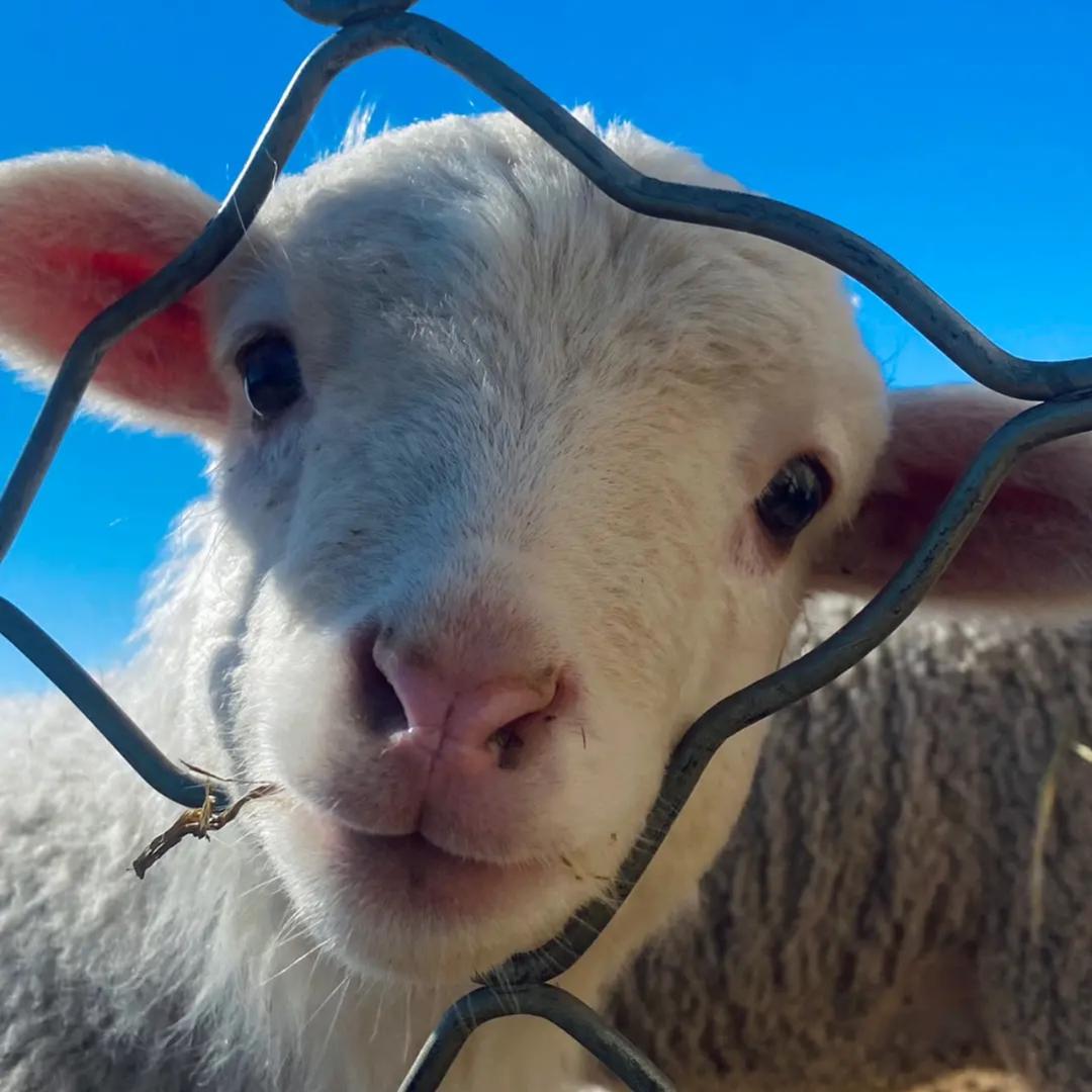 一只眠羊🐑羊
