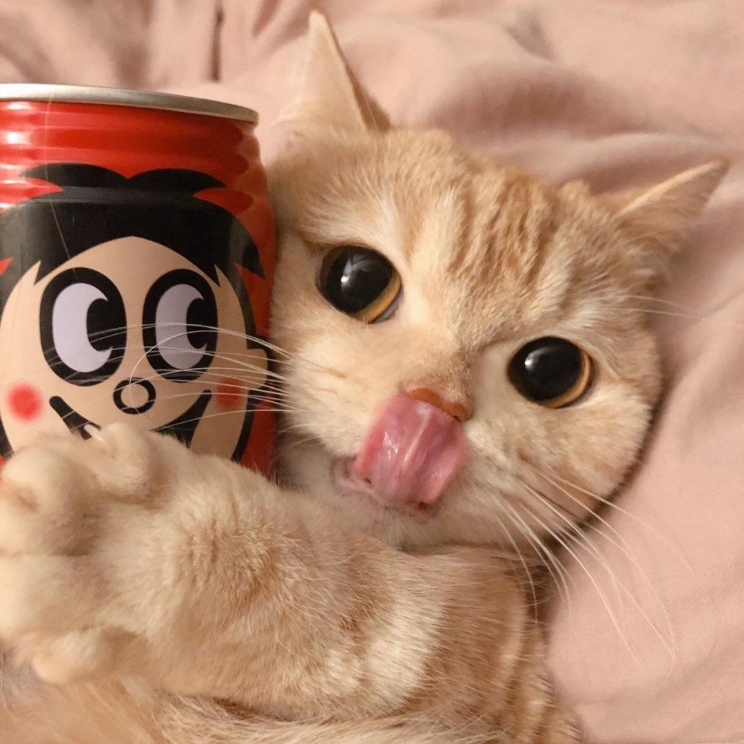 蜜录.
