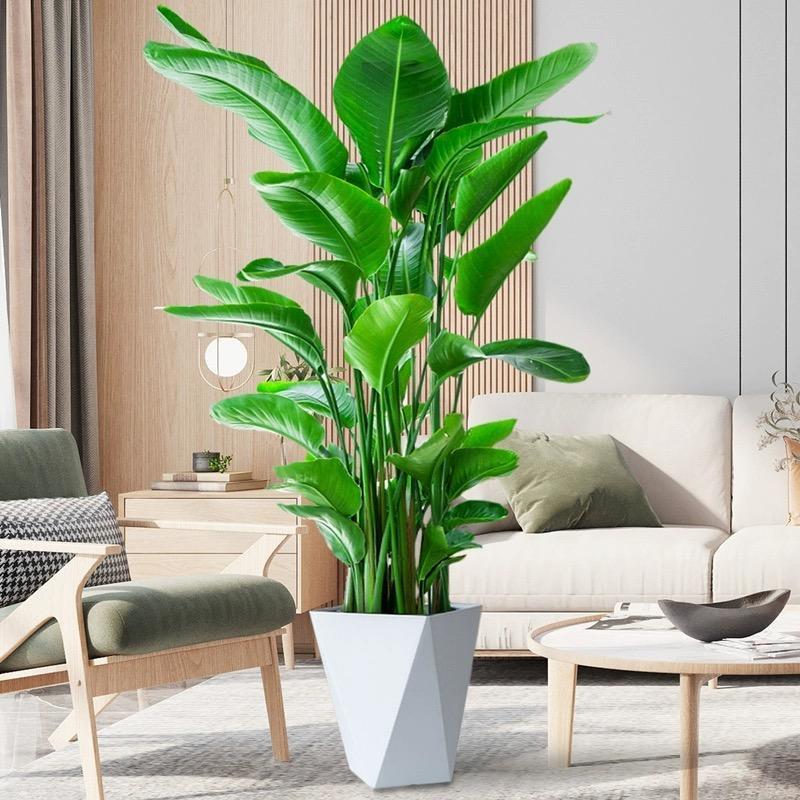 花海世界绿植园艺