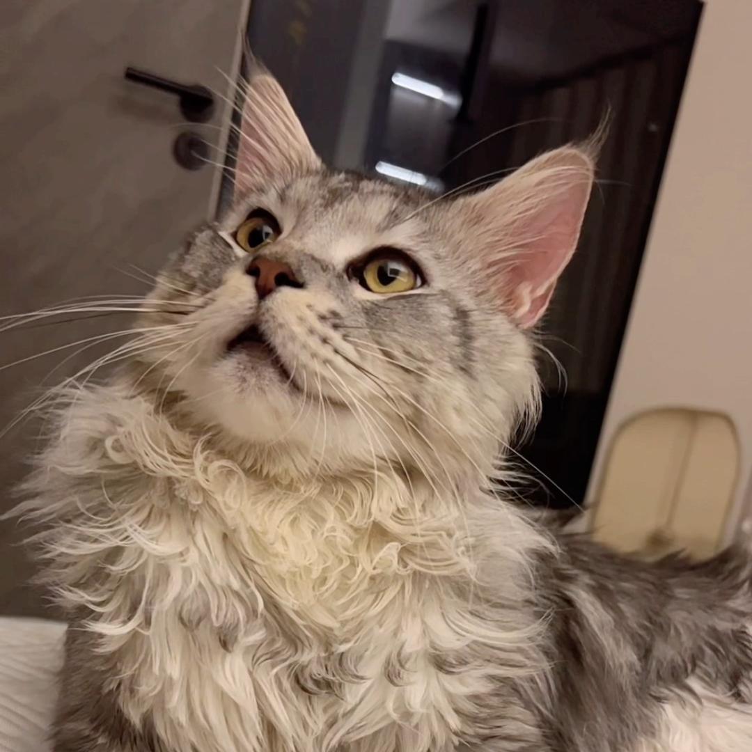 劲宝是只猫