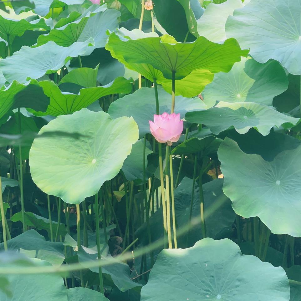 琴妹小号