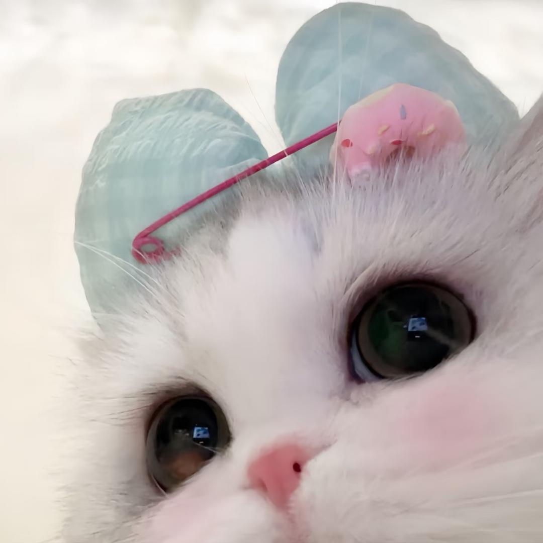 淡淡的鼠了