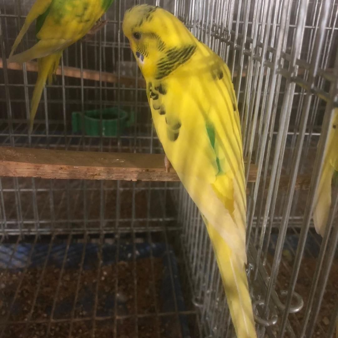 辛集鹦鹉养殖