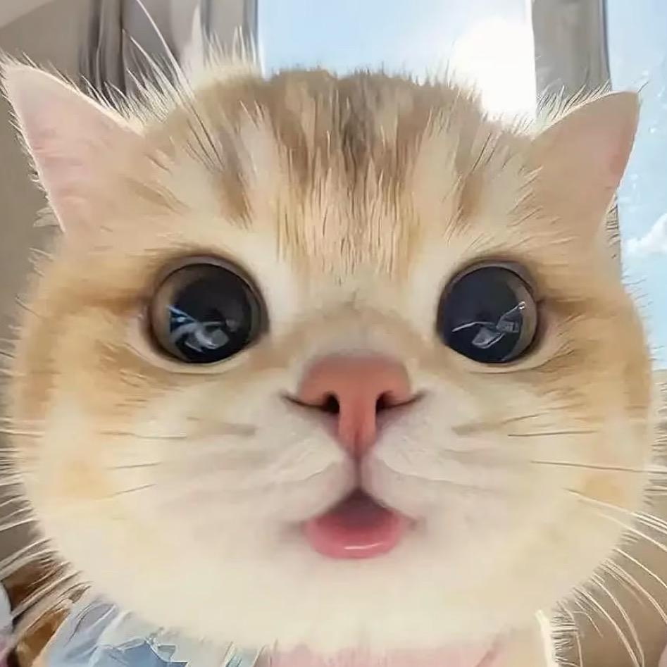 呆呆鱼