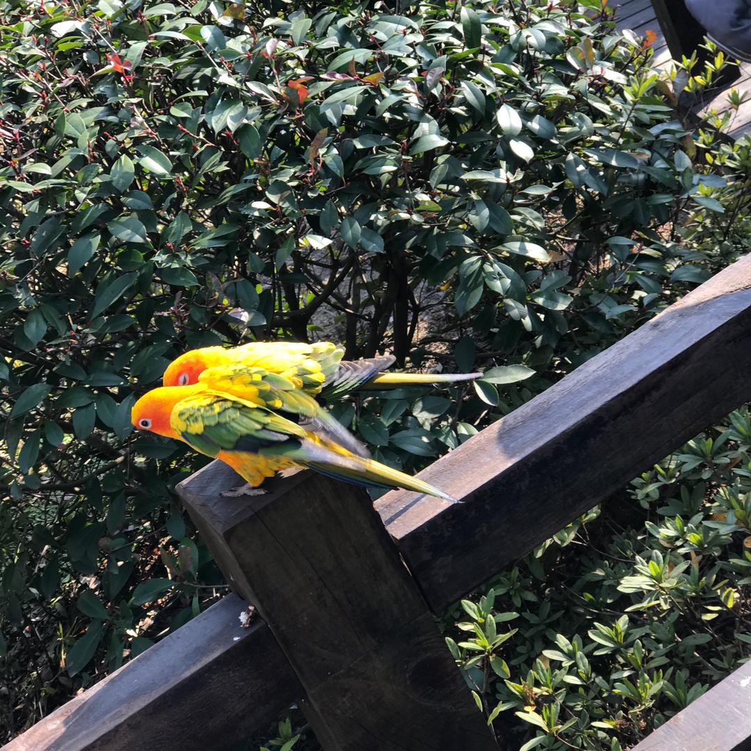 三人禾