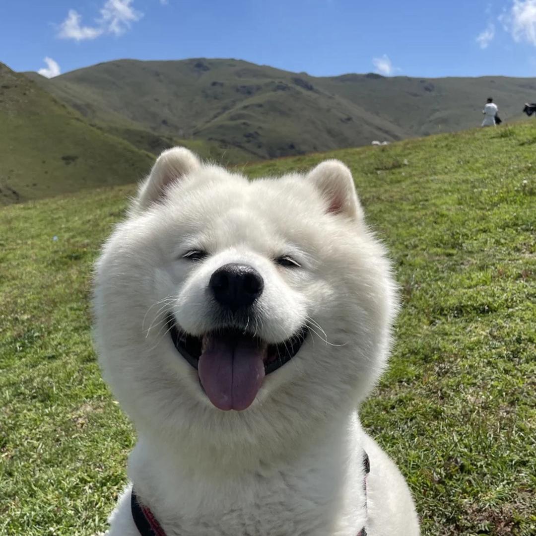 开场电影