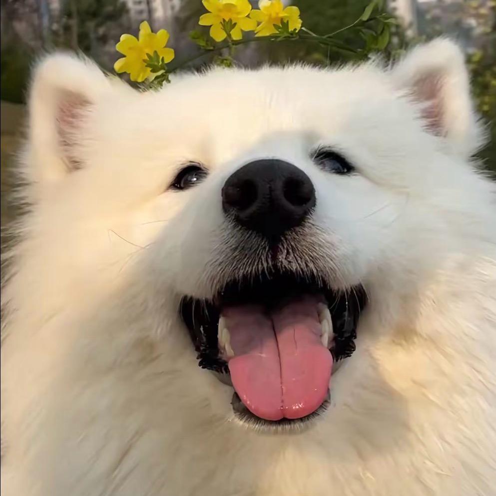 太乖就变成舔狗了