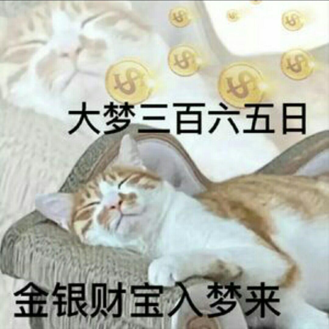 猫猫大王