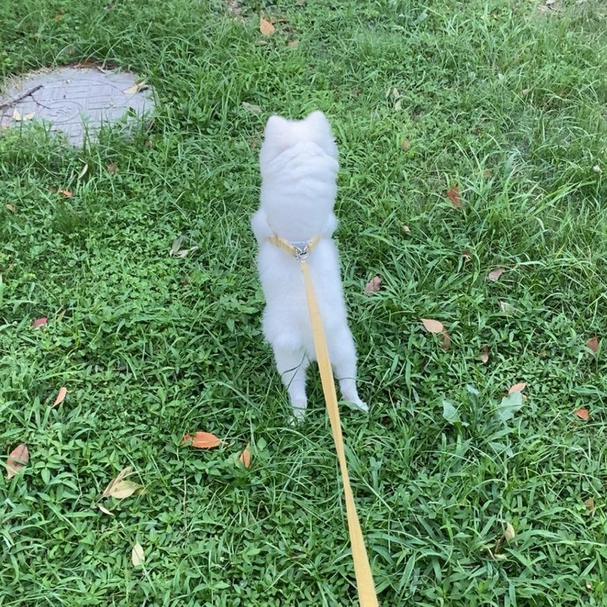 娟子