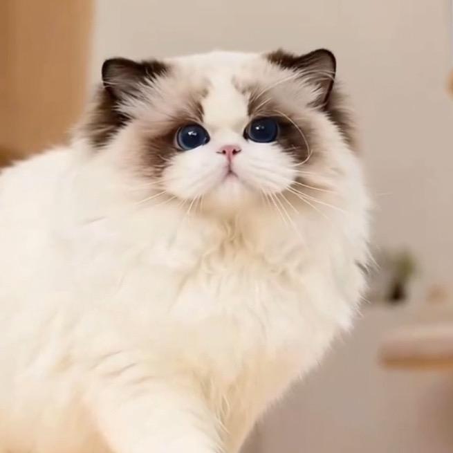 千寻家娃娃脸布偶猫