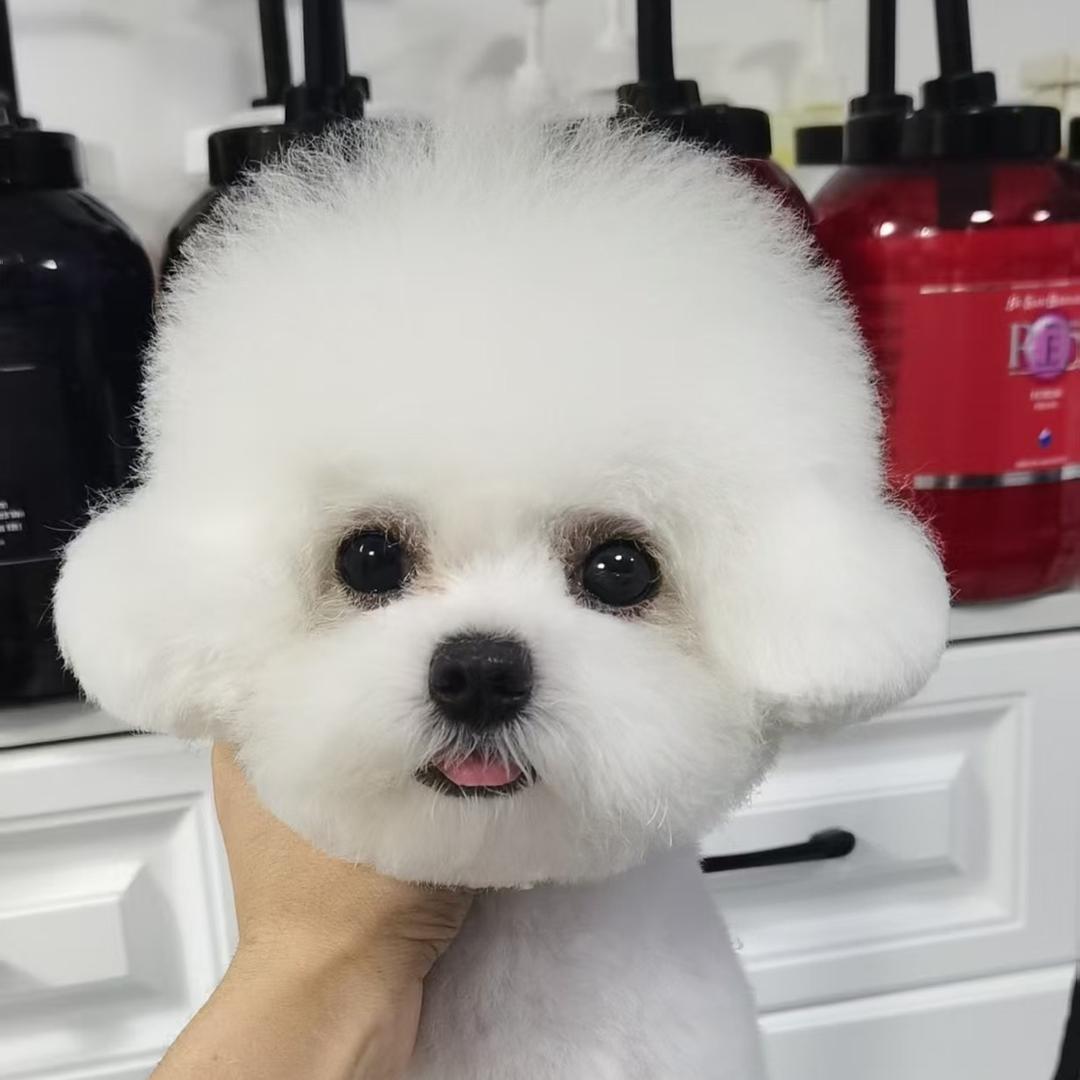 三宝宠物侦探社