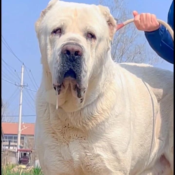 养中亚牧羊犬的小阿姨