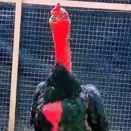 浩宇高端特战队