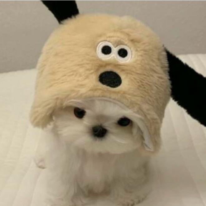 爆爆小狗