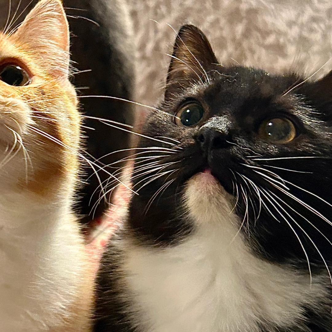 想去意大利卖炒饭