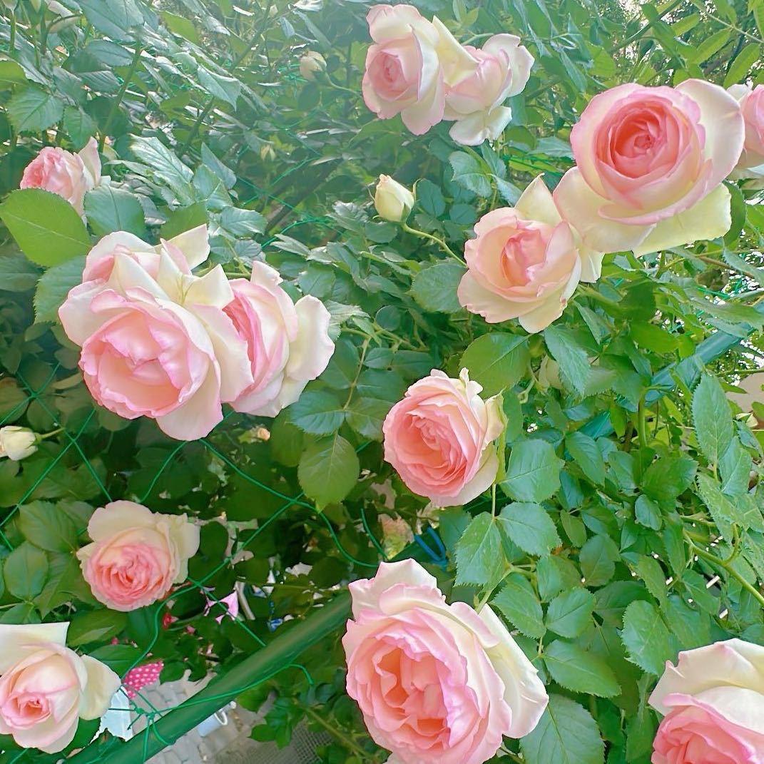 🍓媛媛cpa🌸