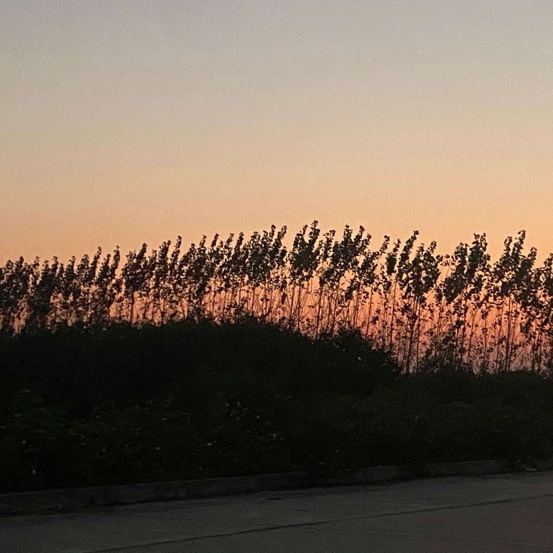 @星邦中华鳖养殖