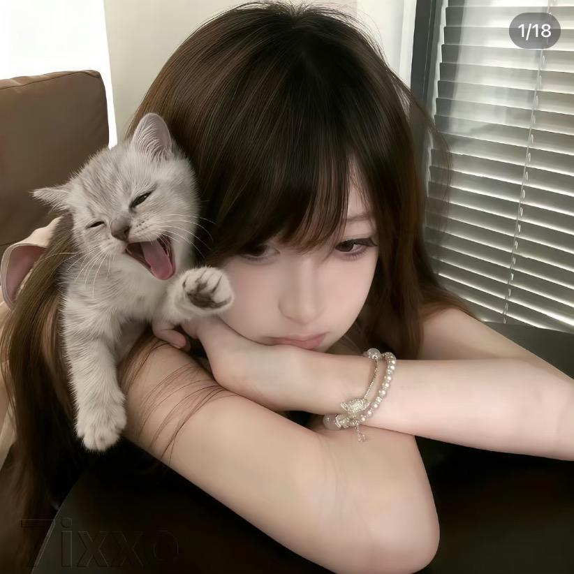 流浪的小猫