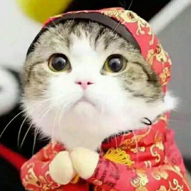 癫猫蜻蜓