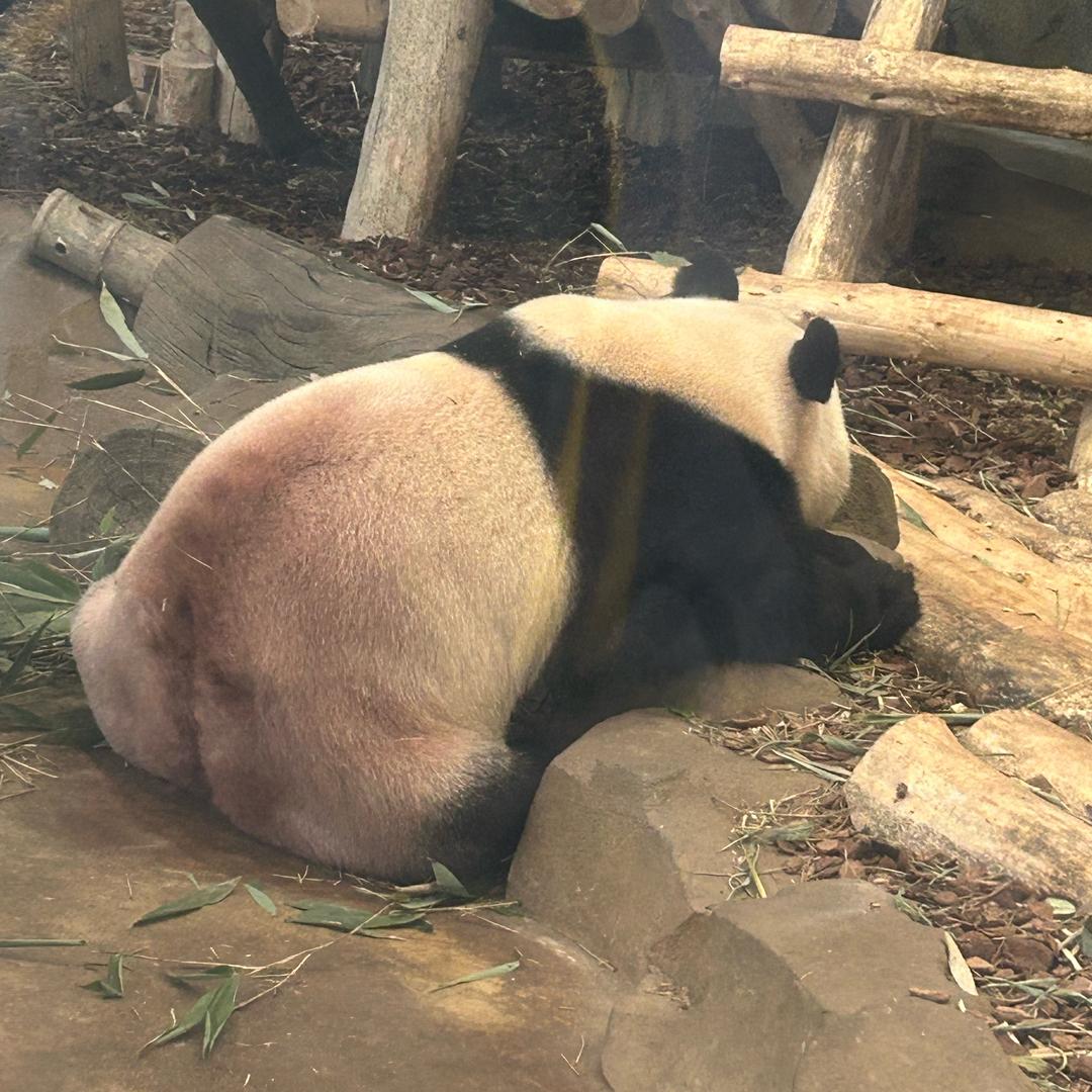玥玥