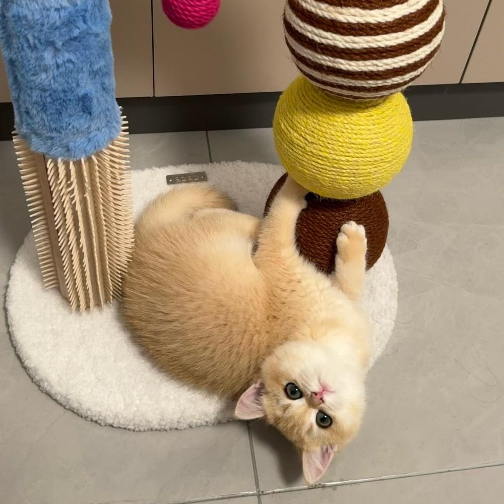 芋圆儿是只猫