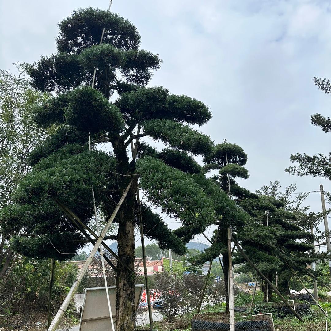 小明苗木