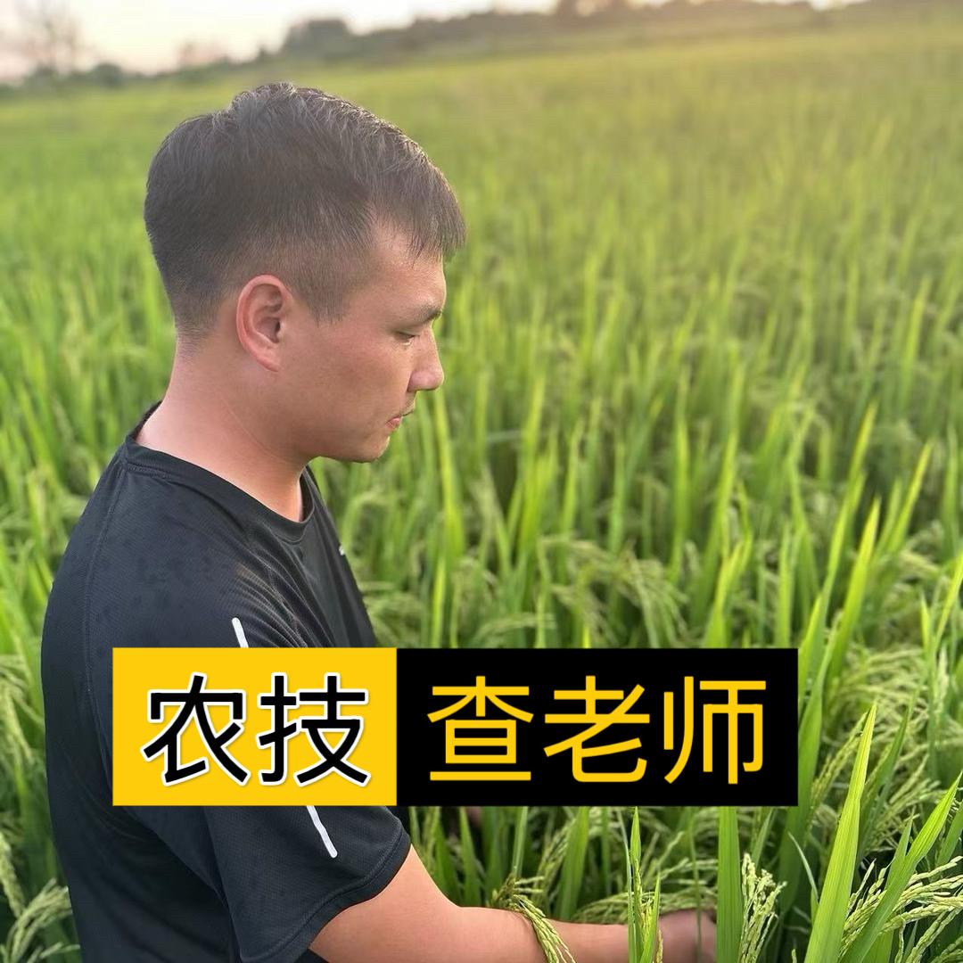 水稻查老师（诺普信植保）