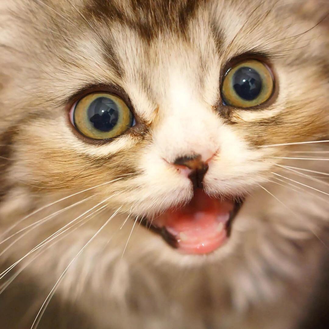 猫哥【集梦116】