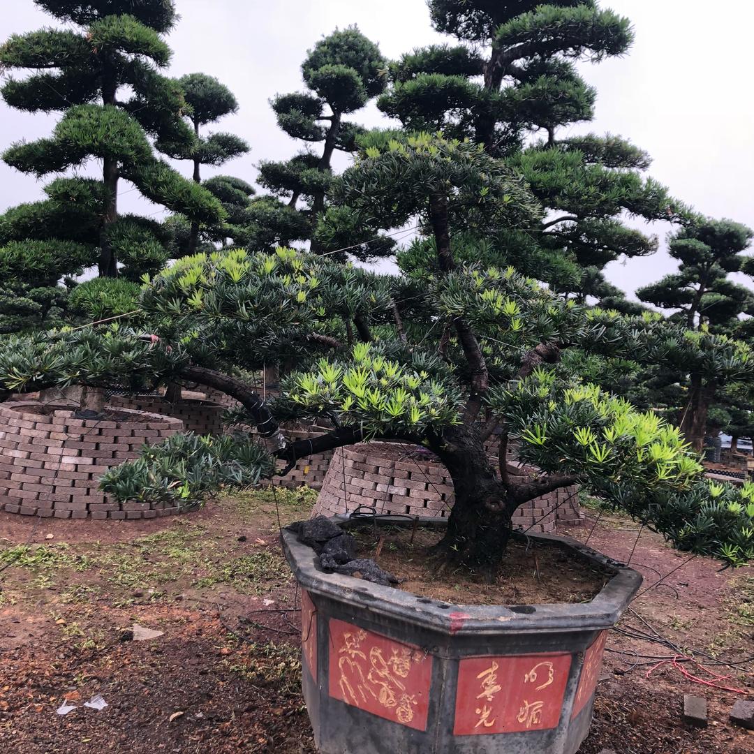 鸟儿养成记