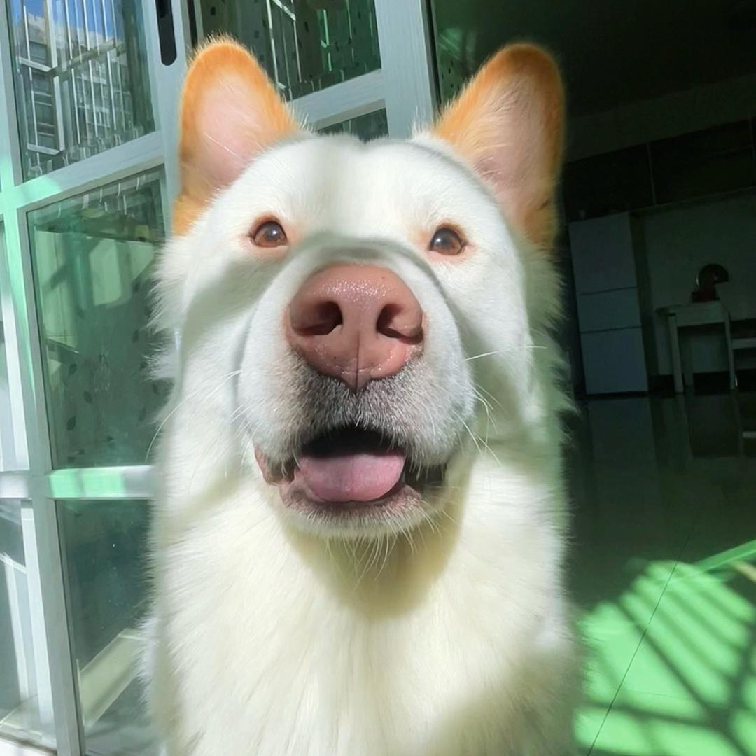 松松的朋友圈🐕