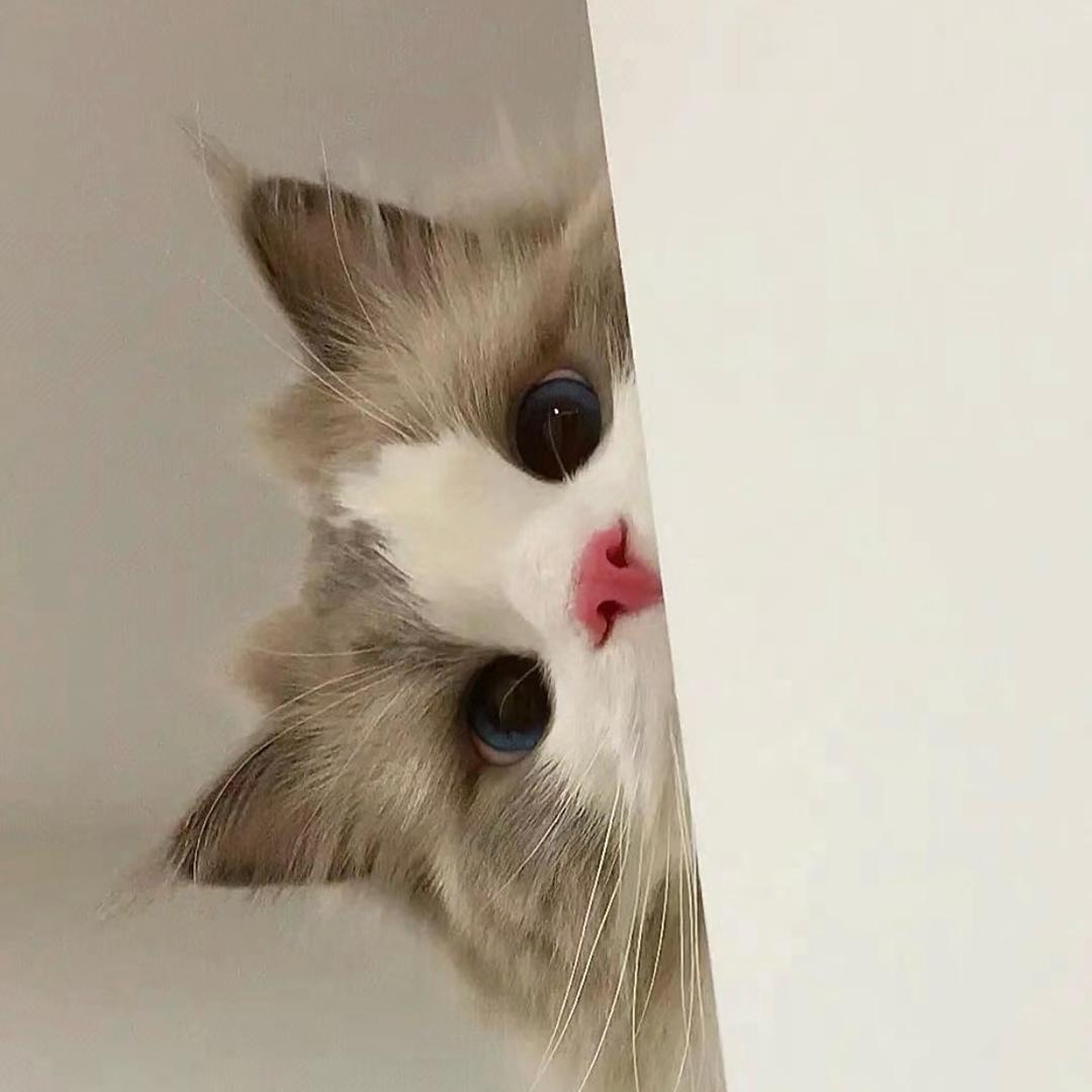吧啦