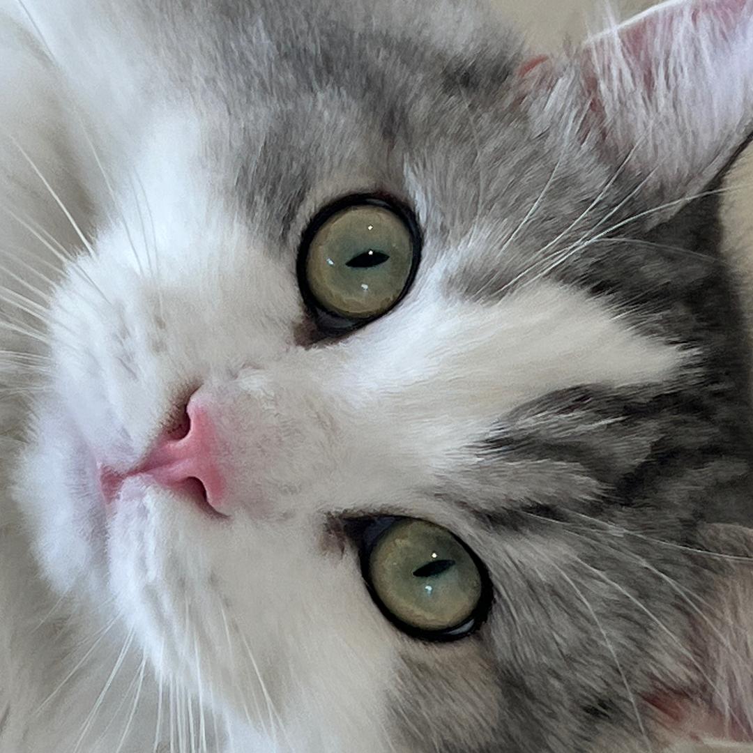 八千文化喵总监