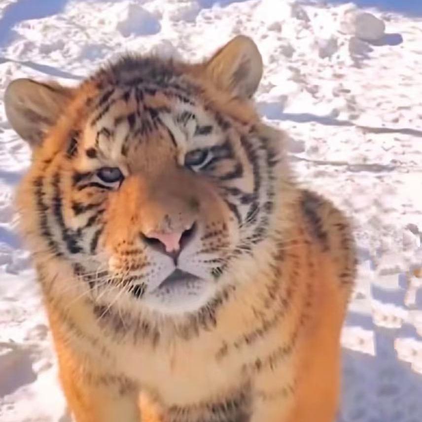 0.8档的追梦人🎱（冲击1档）