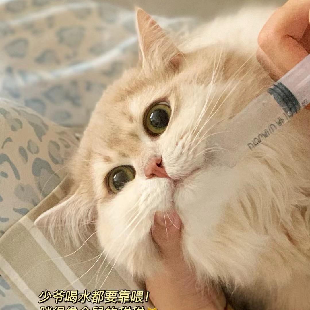 姜姜太阳神☀️