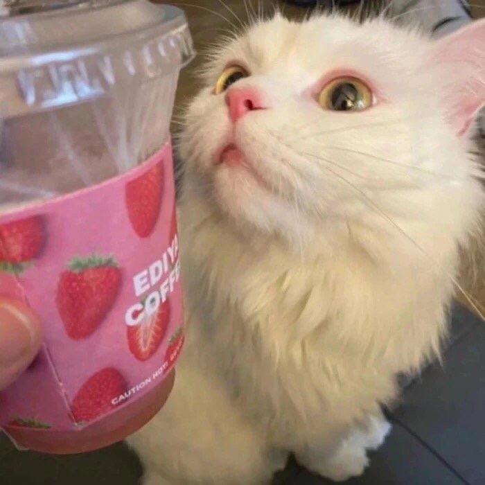 杨葱头