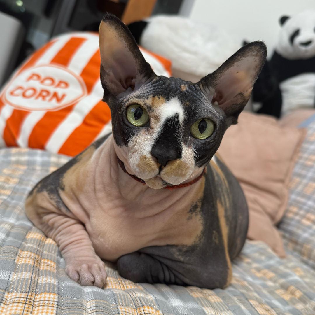 👑王妃妈咪