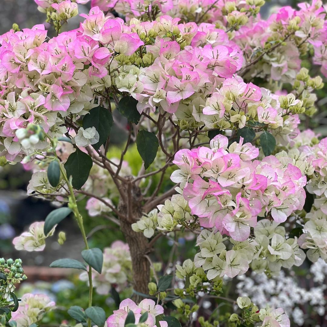 好的鸡蛋卷叠加呢