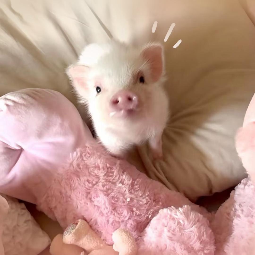 莹🐇