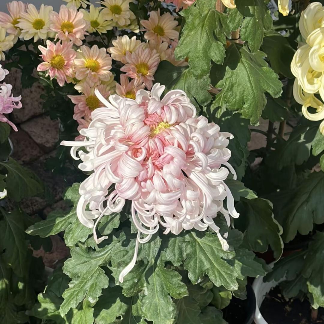 小林的花花草草