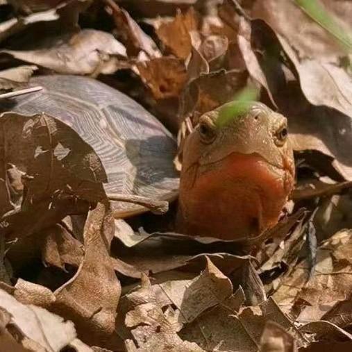 万龟缘-九九小青龟