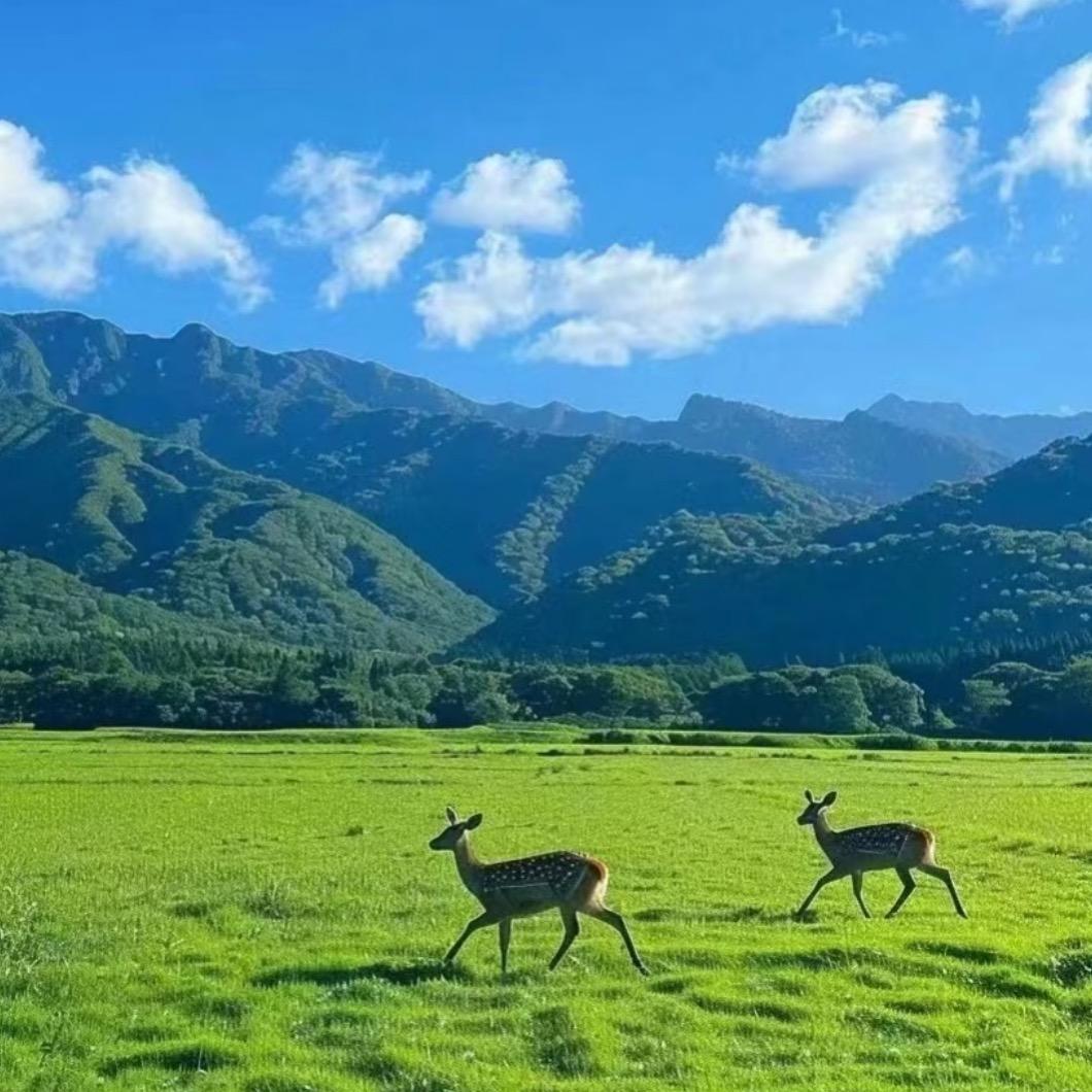 小森林