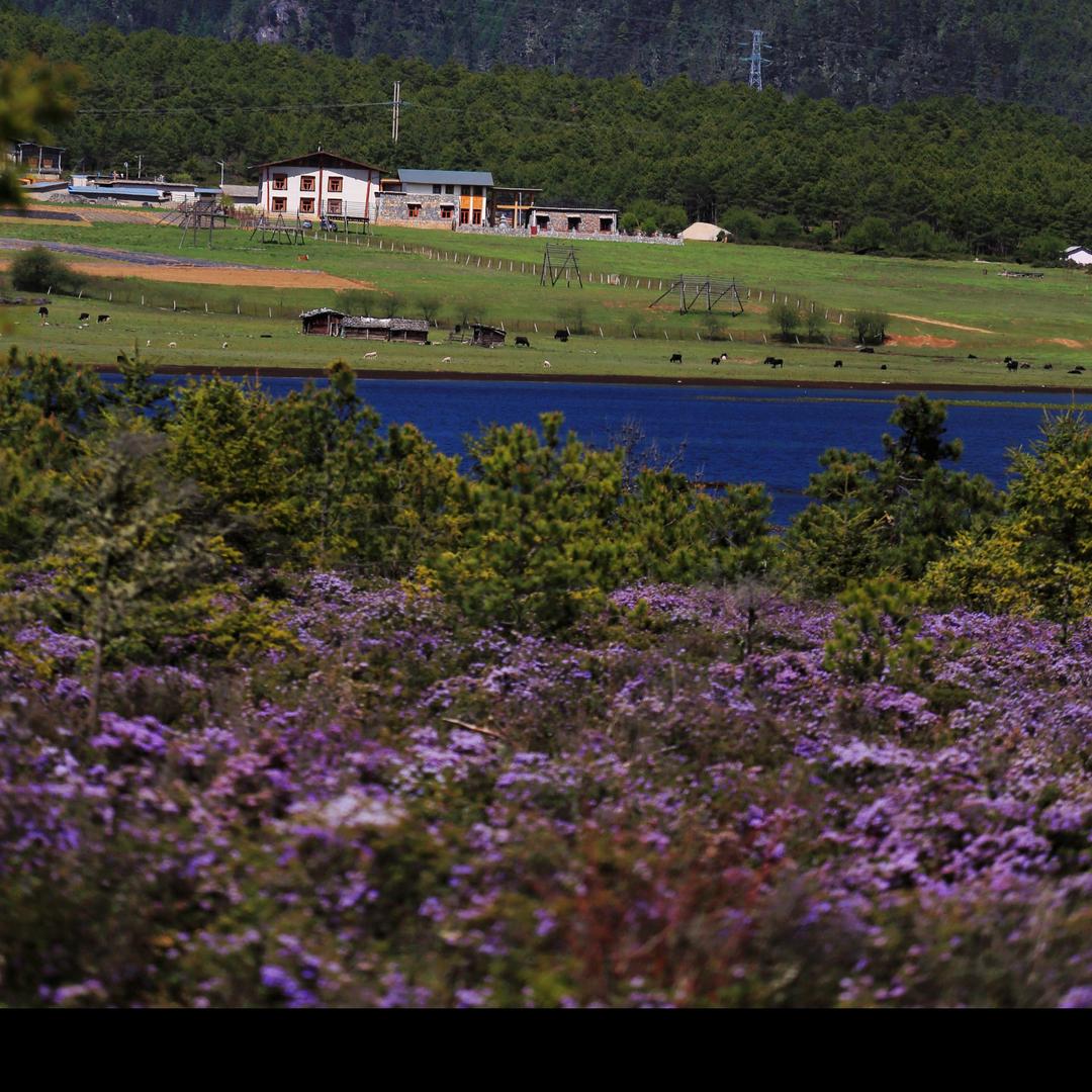 香格里拉扎西牧场平措